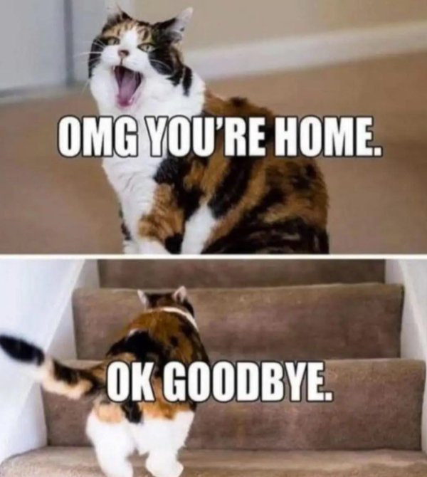 Jokes And Photos For Cats Lovers (31 pics)