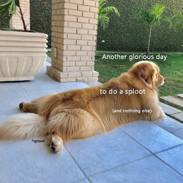 Memes With Animals (32 pics)