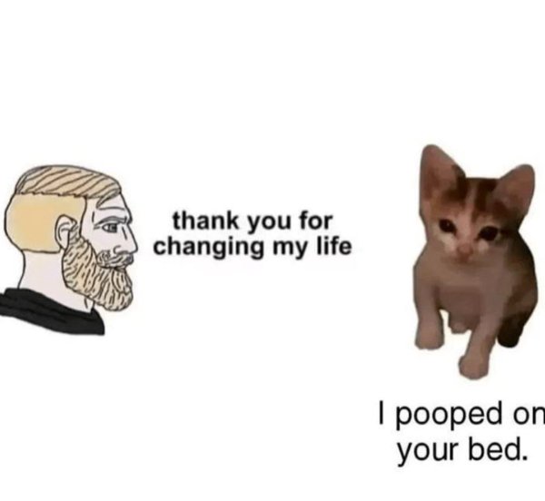 Jokes And Photos For Cats Lovers (31 pics)