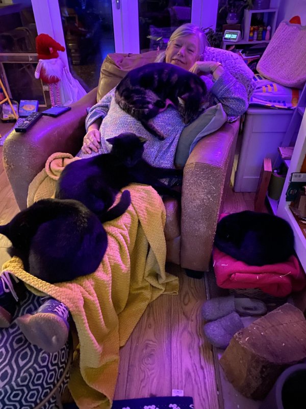 Jokes And Photos For Cats Lovers (31 pics)