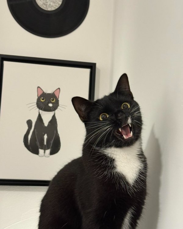 Jokes And Photos For Cats Lovers (31 pics)