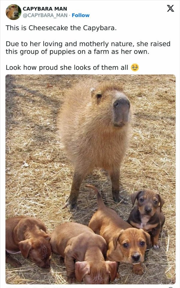 Memes With Animals (32 pics)