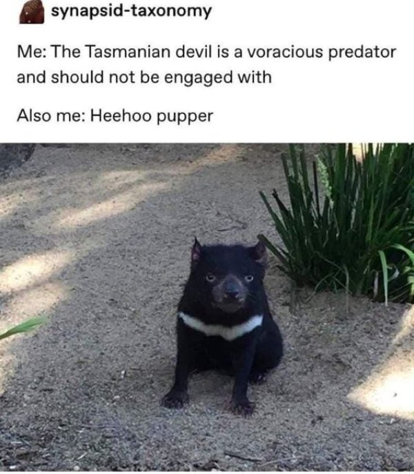 Memes With Animals (32 pics)