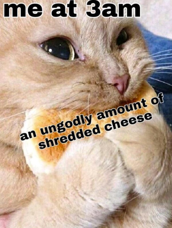 Jokes And Photos For Cats Lovers (31 pics)