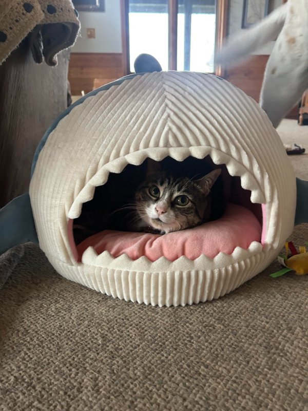 Jokes And Photos For Cats Lovers (31 pics)