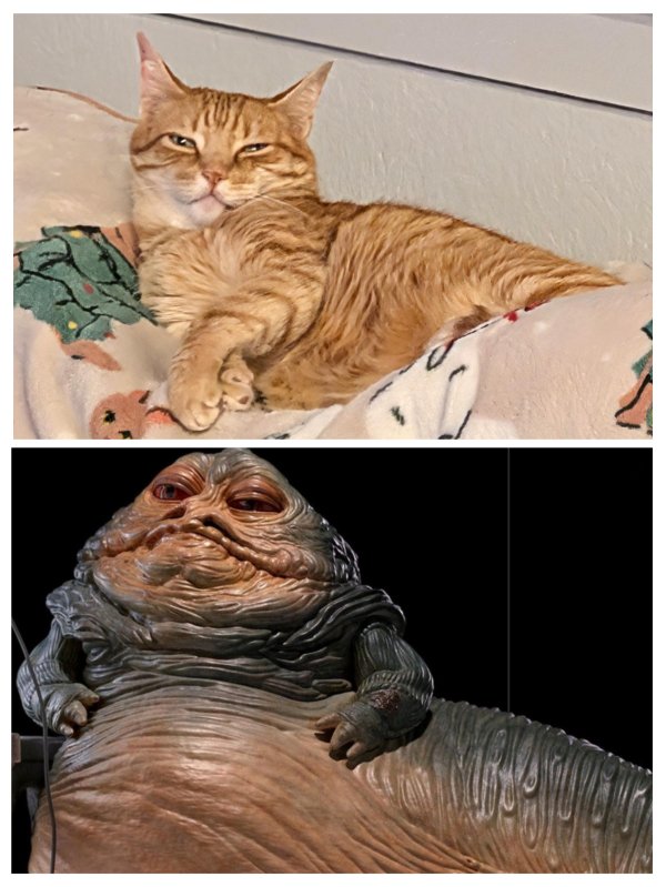 Jokes And Photos For Cats Lovers (31 pics)