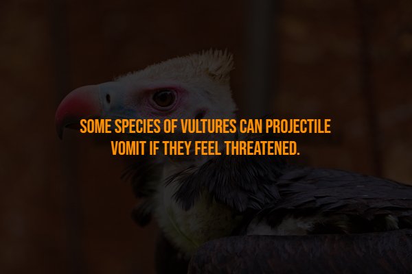 Creepy Facts (14 pics)