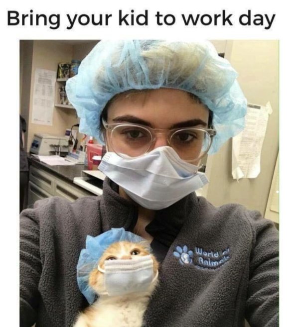 Jokes And Photos For Cats Lovers (31 pics)