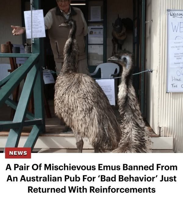 Memes With Animals (32 pics)