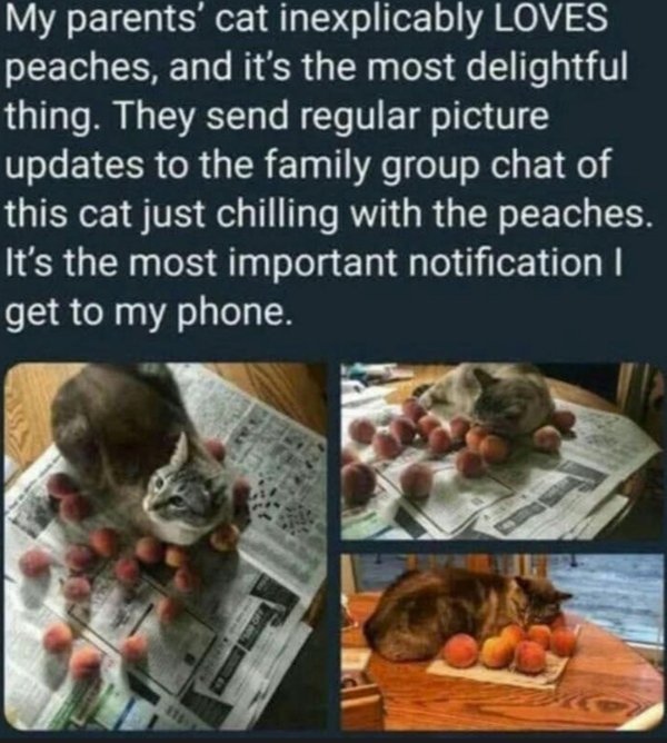 Jokes And Photos For Cats Lovers (31 pics)