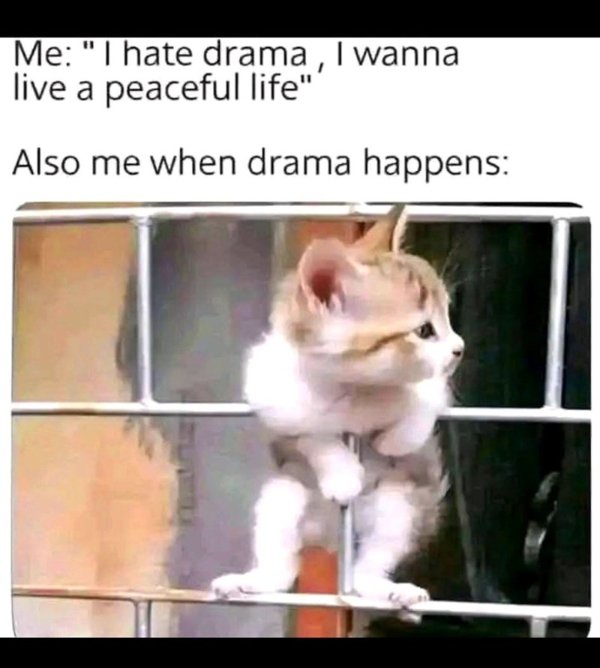 Jokes And Photos For Cats Lovers (31 pics)