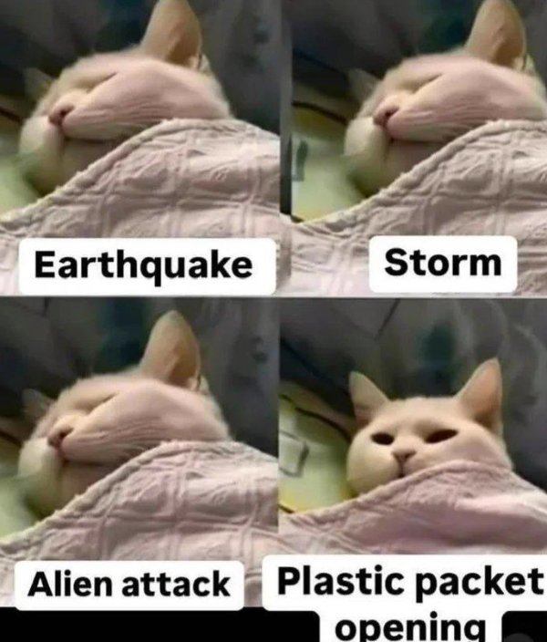 Jokes And Photos For Cats Lovers (31 pics)