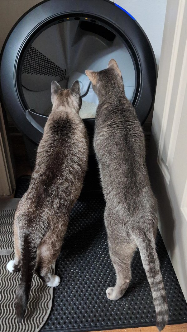 Jokes And Photos For Cats Lovers (31 pics)