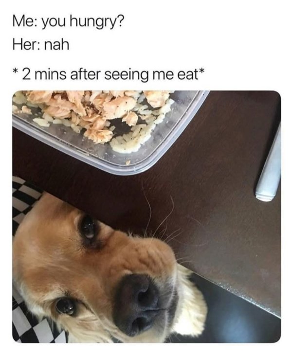 Memes With Animals (32 pics)