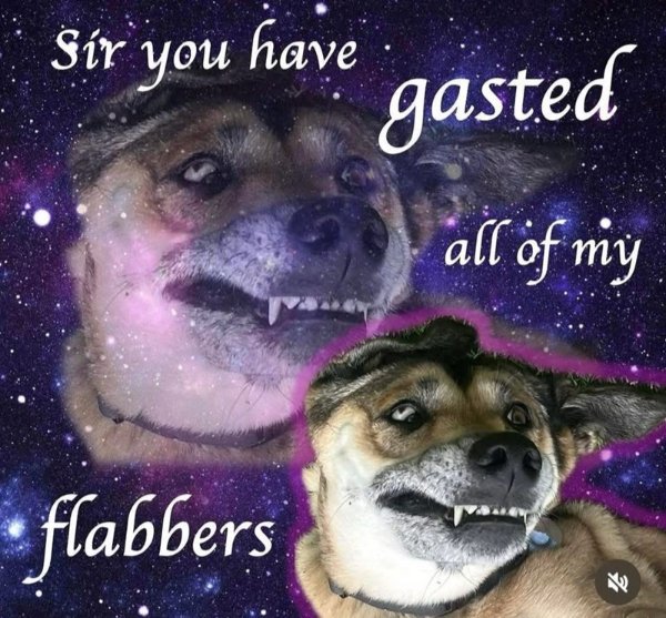 Memes With Animals (32 pics)