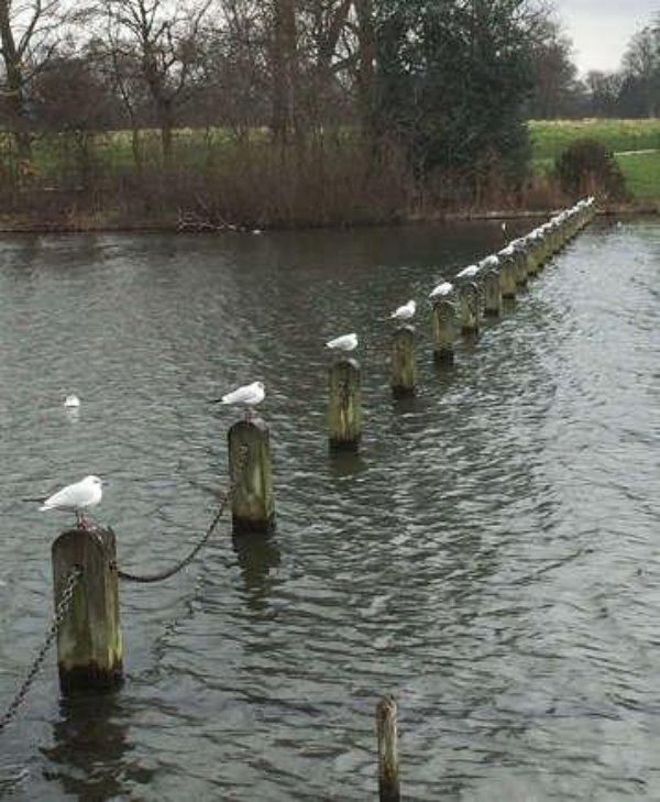 Photos For Perfectionists (37 pics)