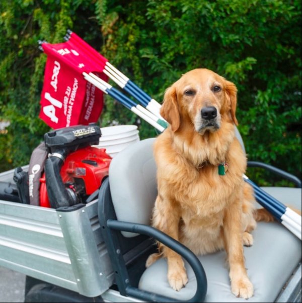 Photos For Dogs Lovers (36 pics)