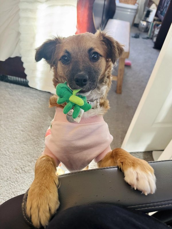 Photos For Dogs Lovers (36 pics)