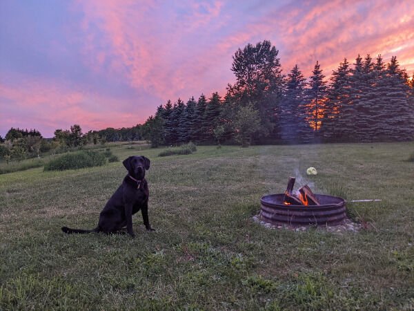 Photos For Dogs Lovers (36 pics)