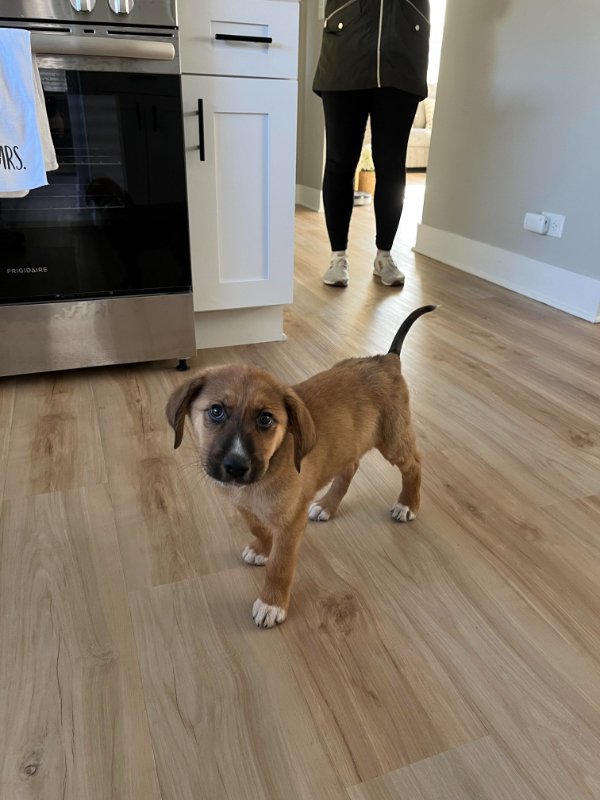 Photos For Dogs Lovers (36 pics)