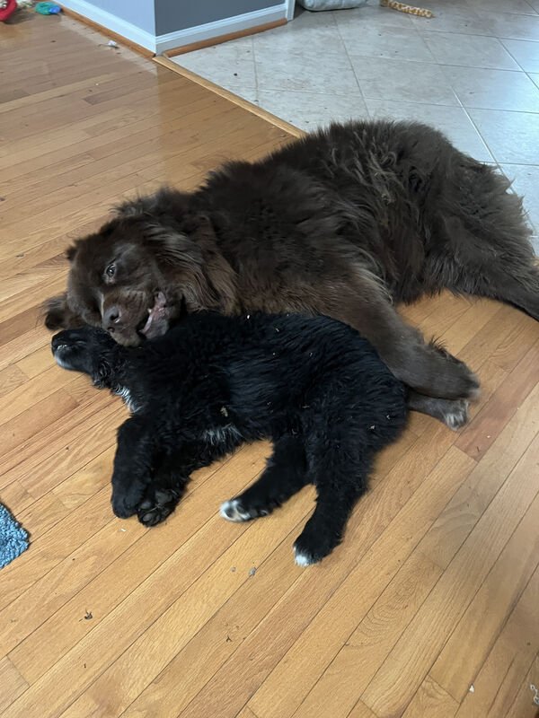 Photos For Dogs Lovers (36 pics)