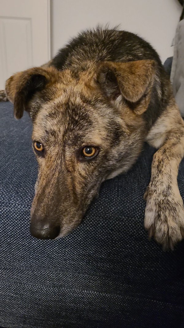 Photos For Dogs Lovers (36 pics)