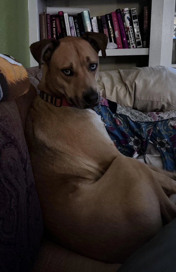 Photos For Dogs Lovers (36 pics)