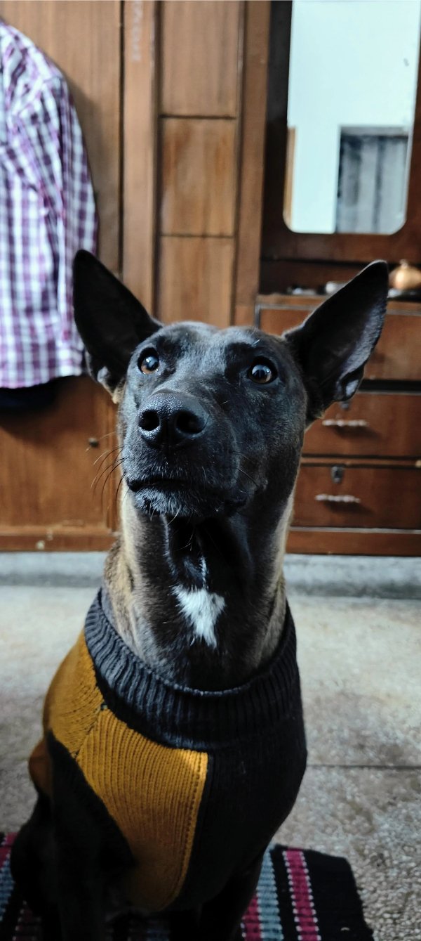 Photos For Dogs Lovers (36 pics)