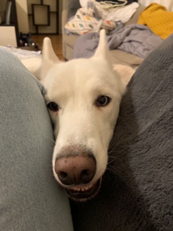 Photos For Dogs Lovers (36 pics)