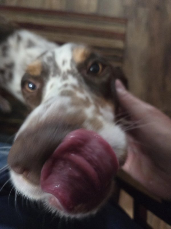 Photos For Dogs Lovers (36 pics)