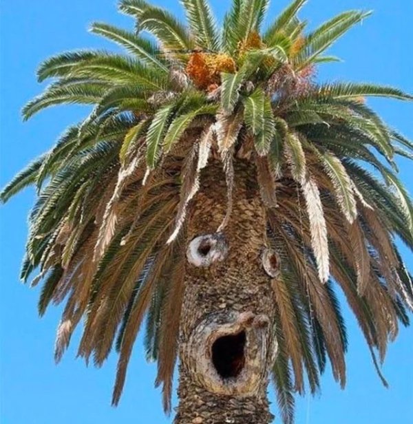 This Is Pareidolia (34 pics) This Is Pareidolia (34 pics)