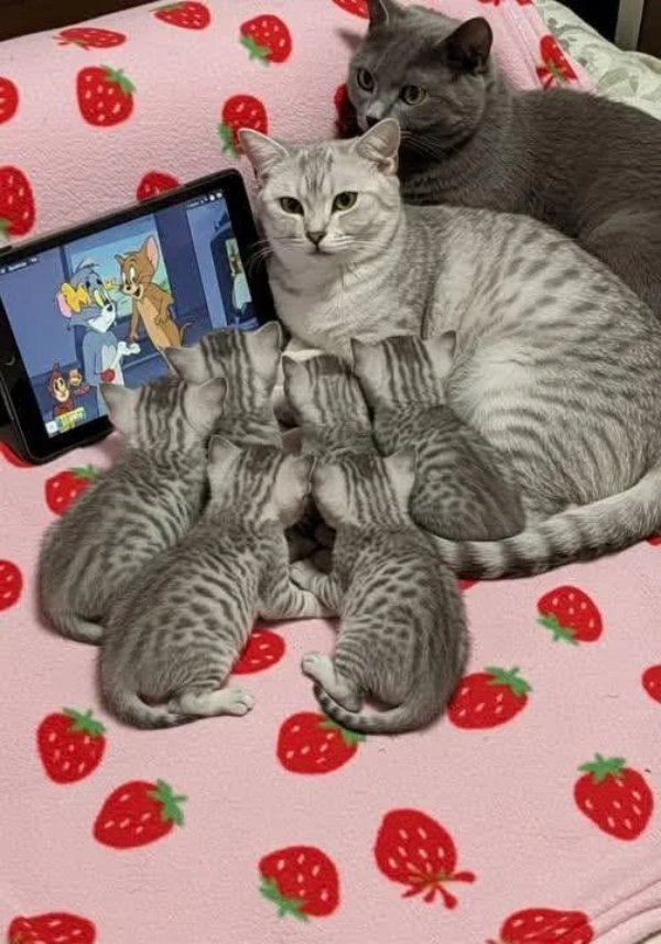 What Is Going On Here? (49 pics) What Is Going On Here? (49 pics)