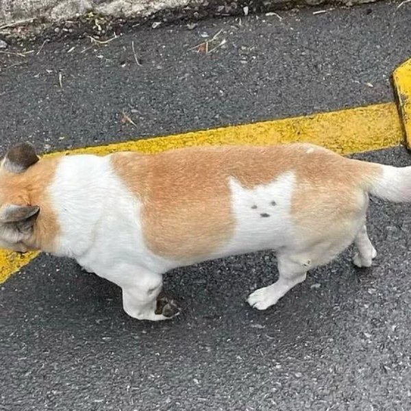 What Is Going On Here? (49 pics) What Is Going On Here? (49 pics)