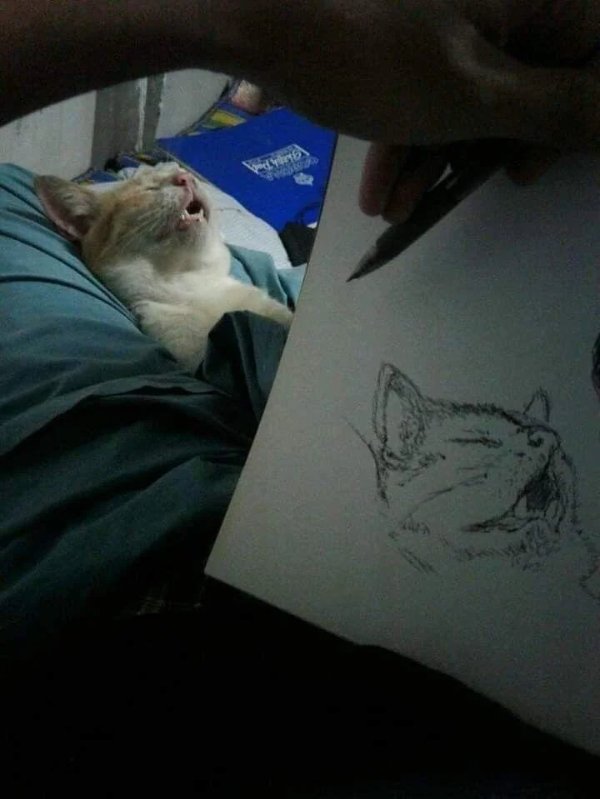 What Is Going On Here? (49 pics) What Is Going On Here? (49 pics)