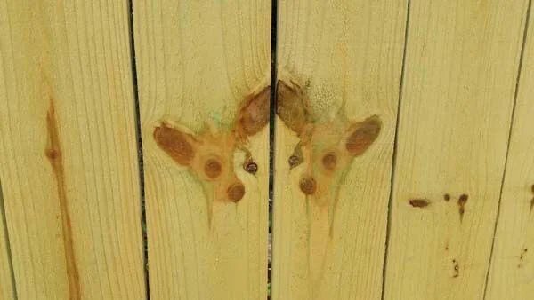 This Is Pareidolia (34 pics) This Is Pareidolia (34 pics)