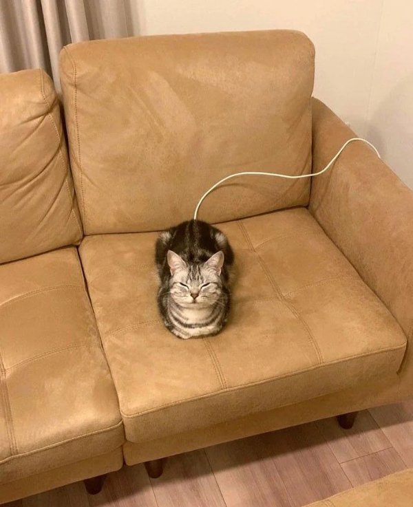 What Is Going On Here? (49 pics) What Is Going On Here? (49 pics)