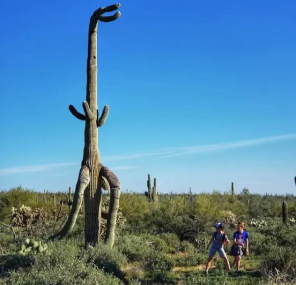 This Is Pareidolia (34 pics) This Is Pareidolia (34 pics)