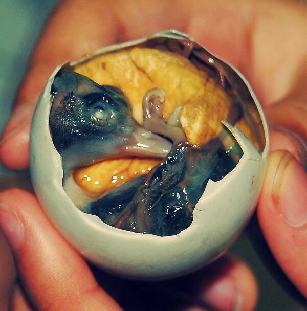 Crazy Dishes From Different Countries (12 pics)