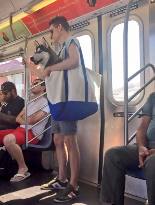 Public Transport Is Chaos (33 pics)