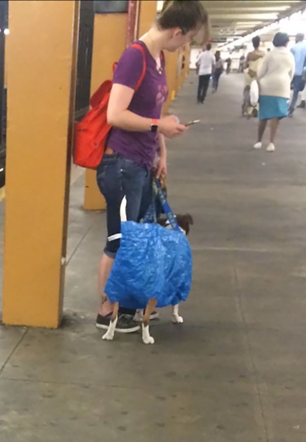 Public Transport Is Chaos (33 pics)