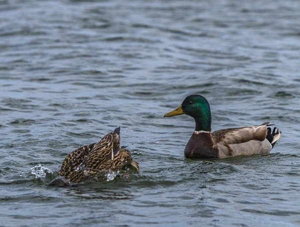 Random Facts (15 pics)