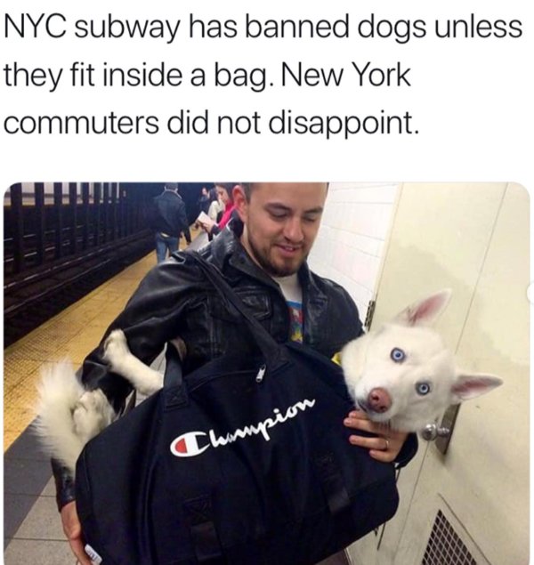 Public Transport Is Chaos (33 pics)