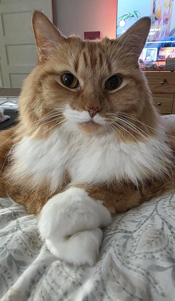 Jokes And Photos For Cats Lovers (32 pics)