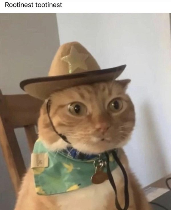 Jokes And Photos For Cats Lovers (32 pics)