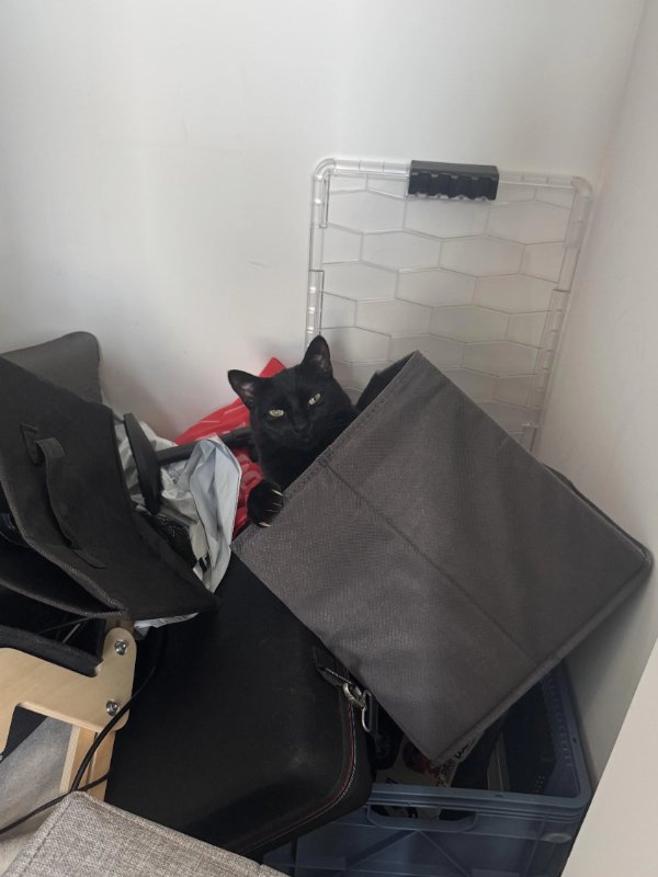 Jokes And Photos For Cats Lovers (32 pics)