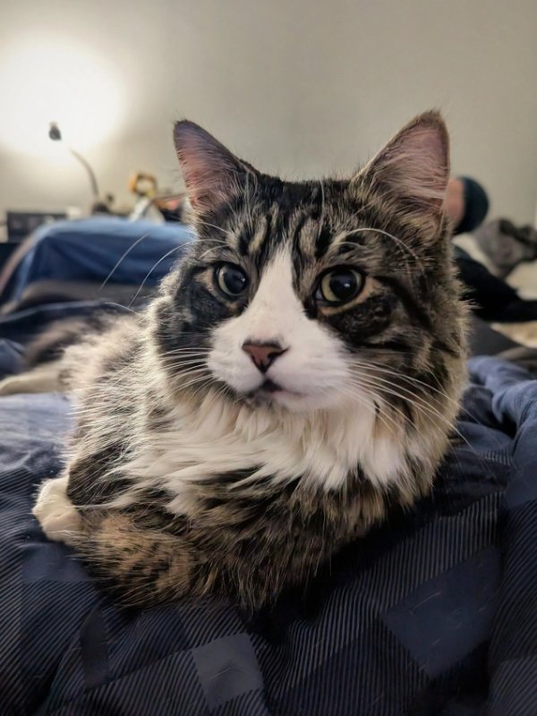 Jokes And Photos For Cats Lovers (32 pics)