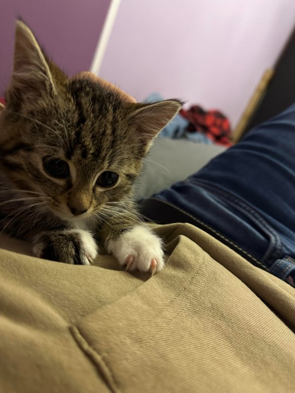 Jokes And Photos For Cats Lovers (32 pics)