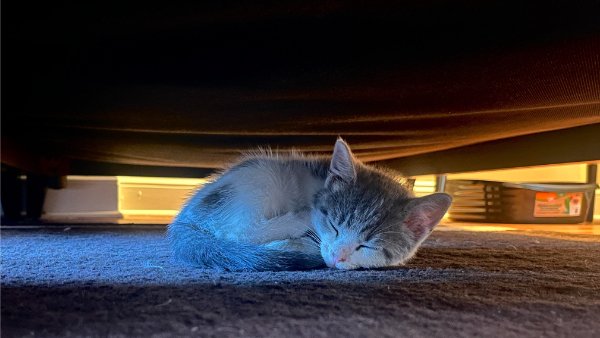 Jokes And Photos For Cats Lovers (32 pics)