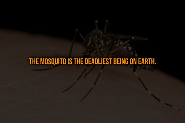 Creepy Facts (13 pics)