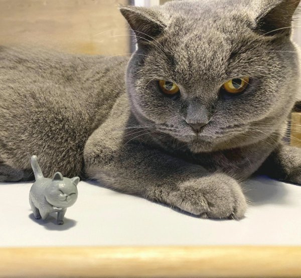 Jokes And Photos For Cats Lovers (32 pics)